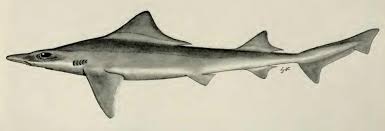 Image result for Triakis megalopterus