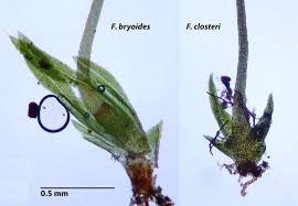 Attēlu rezultāti vaicājumam “Fissidens bryoides”