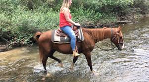 Image result for Winchester Riding Club