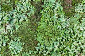 Attēlu rezultāti vaicājumam “Phaeophyscia orbicularis”