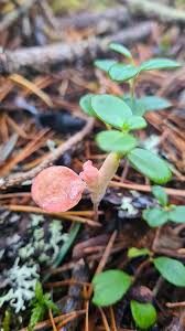 Attēlu rezultāti vaicājumam “Exobasidium vaccinii”