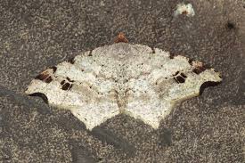 Attēlu rezultāti vaicājumam “Macaria alternata”