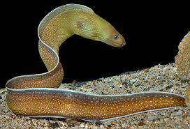 Image result for Gymnothorax vicinus