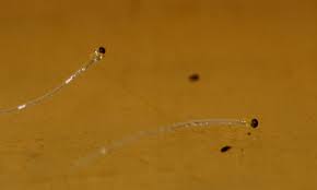 Attēlu rezultāti vaicājumam “Pilobolus crystallinus”