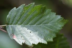Attēlu rezultāti vaicājumam “Alnus incana leaf”