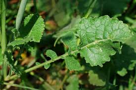 Attēlu rezultāti vaicājumam “Sinapis arvensis leaf”