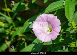 Attēlu rezultāti vaicājumam “Calystegia inflata”