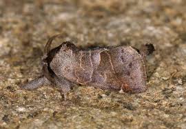 Attēlu rezultāti vaicājumam “Clostera pigra”