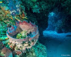 Resultado de imagen para cozumel dive
