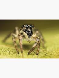 Attēlu rezultāti vaicājumam “Salticus scenicus”