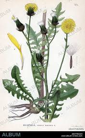 Attēlu rezultāti vaicājumam “Crepis biennis”