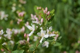 Attēlu rezultāti vaicājumam “Frangula alnus flower”