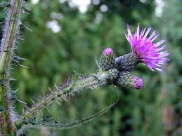 Attēlu rezultāti vaicājumam “Cirsium palustre”