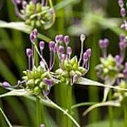 Attēlu rezultāti vaicājumam “Allium oleraceum”