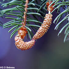 Attēlu rezultāti vaicājumam “Picea abies male flower”