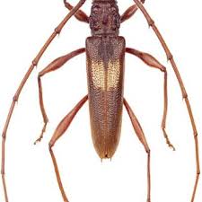 Attēlu rezultāti vaicājumam “Criocephalus rusticus”