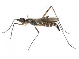 Attēlu rezultāti vaicājumam “Micropezidae”