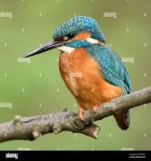 Attēlu rezultāti vaicājumam “Alcedo atthis adult”