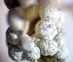 Attēlu rezultāti vaicājumam “Lycogala ustulatum macro”