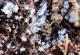 Attēlu rezultāti vaicājumam “Ceratiomyxa fruticulosa spores”