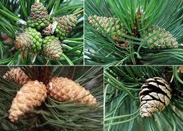 Attēlu rezultāti vaicājumam “Pinus nigra fruit”