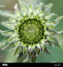 Attēlu rezultāti vaicājumam “Echinacea purpurea bud”