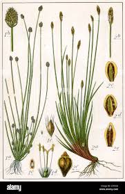 Attēlu rezultāti vaicājumam “Eleocharis uniglumis fruit”