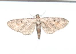 Attēlu rezultāti vaicājumam “Eupithecia icterata”