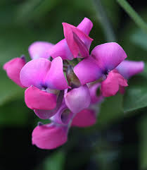 Attēlu rezultāti vaicājumam “Dipogon sp.”