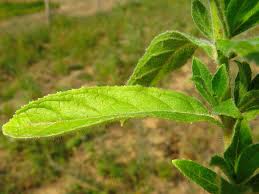 Attēlu rezultāti vaicājumam “Epilobium hirsutum”
