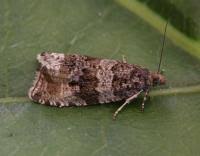 Attēlu rezultāti vaicājumam “Orthotaenia undulana”