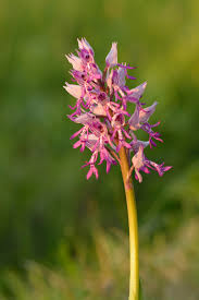 Attēlu rezultāti vaicājumam “Orchis militaris flower”
