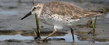Attēlu rezultāti vaicājumam “Calidris canutus”