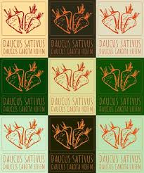 Attēlu rezultāti vaicājumam “Daucus sativus”