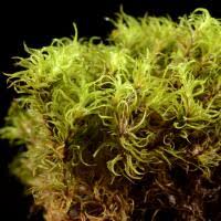 Attēlu rezultāti vaicājumam “Tortella inclinata”