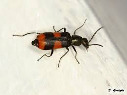 Attēlu rezultāti vaicājumam “Anthocomus fasciatus”