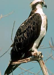 Image result for Pandion haliaetus