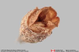 Attēlu rezultāti vaicājumam “Odontites vulgaris fruit”