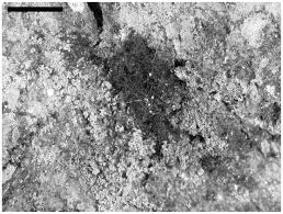 Attēlu rezultāti vaicājumam “Cystocoleus ebeneus”