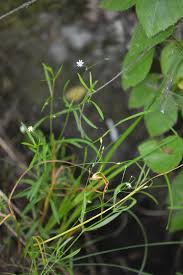 Attēlu rezultāti vaicājumam “Stellaria longifolia”