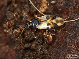 Attēlu rezultāti vaicājumam “Anthocoris nemorum”