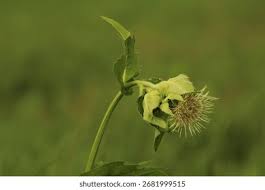 Attēlu rezultāti vaicājumam “Cirsium oleraceum flower”