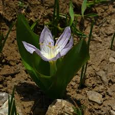 Attēlu rezultāti vaicājumam “Colchicum szovitsii subsp. szovitsii flower”