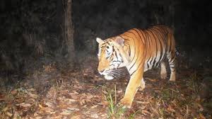 Image result for BERKSHIRE TIGERS THAI