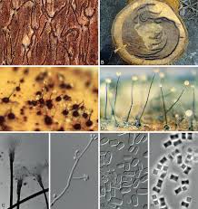 Attēlu rezultāti vaicājumam “Ophiostoma polyporicola”