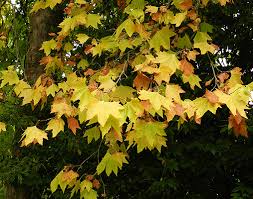 Attēlu rezultāti vaicājumam “Platanus x hispanica (syn. Platanus x acerifolia) leaf”