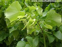 Attēlu rezultāti vaicājumam “Tilia platyphyllos subsp. cordifolia”
