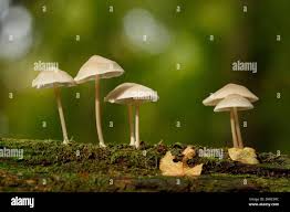 Attēlu rezultāti vaicājumam “Marasmius sp.”