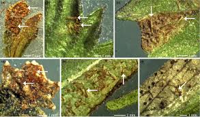 Attēlu rezultāti vaicājumam “Coleosporium sp.”