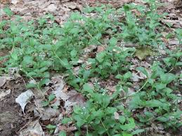Attēlu rezultāti vaicājumam “Veronica scutellata fruit”